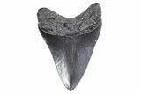 Fossil Megalodon Tooth - South Carolina #358990-1